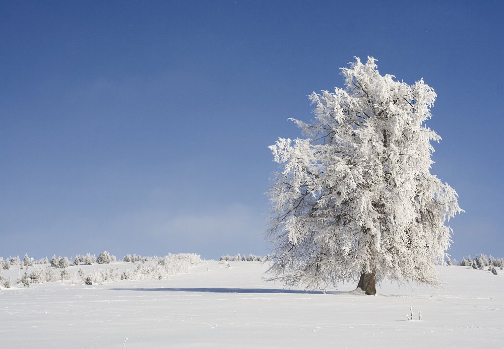 Kepelské Zhůří - Šumava