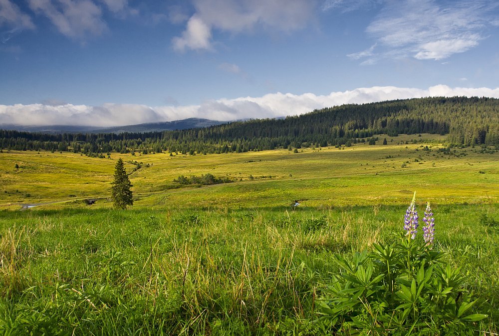Kepelské Zhůří - Šumava