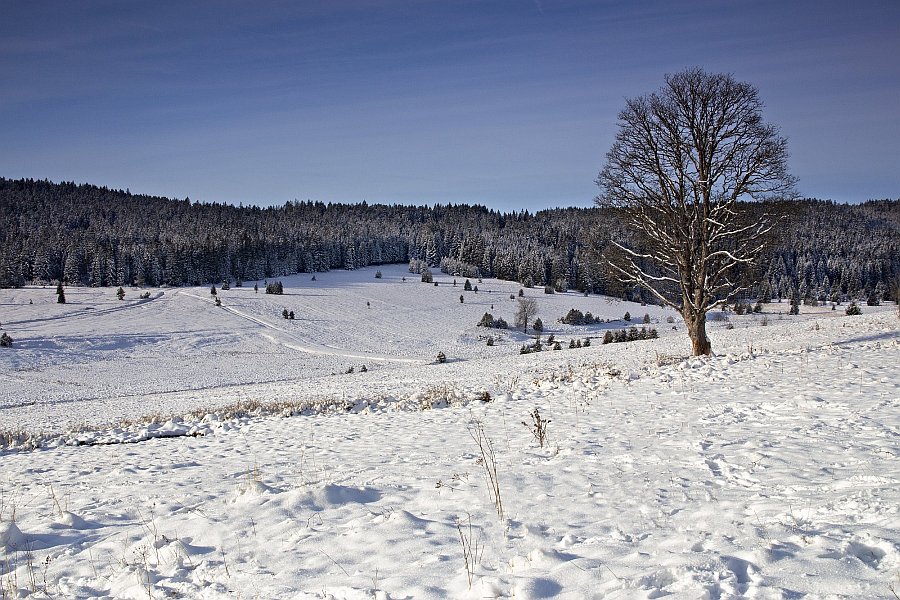 Šumava