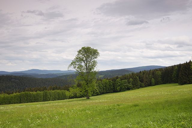 Šumava