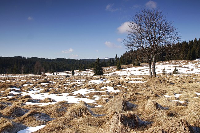 Šumava