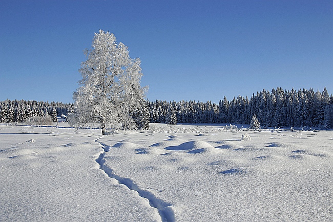 Šumava
