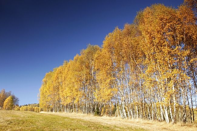 Šumava - podzim