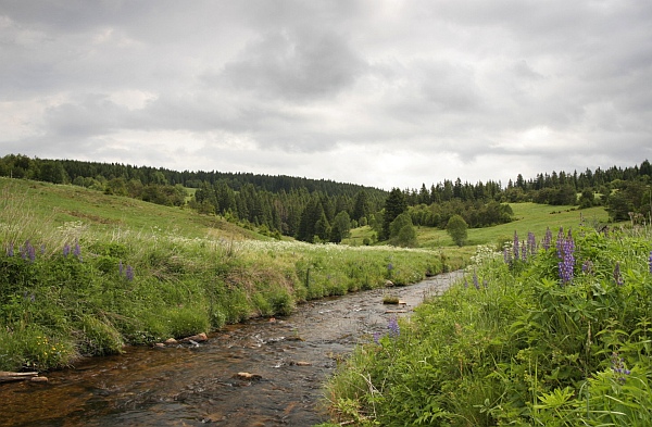 Šumava