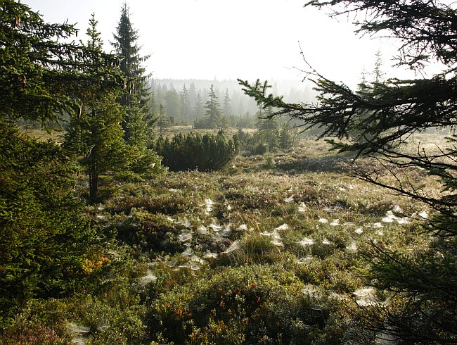 Šumava
