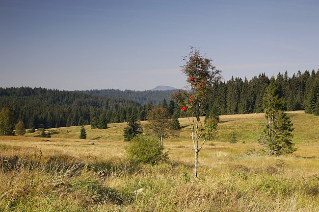 Šumava