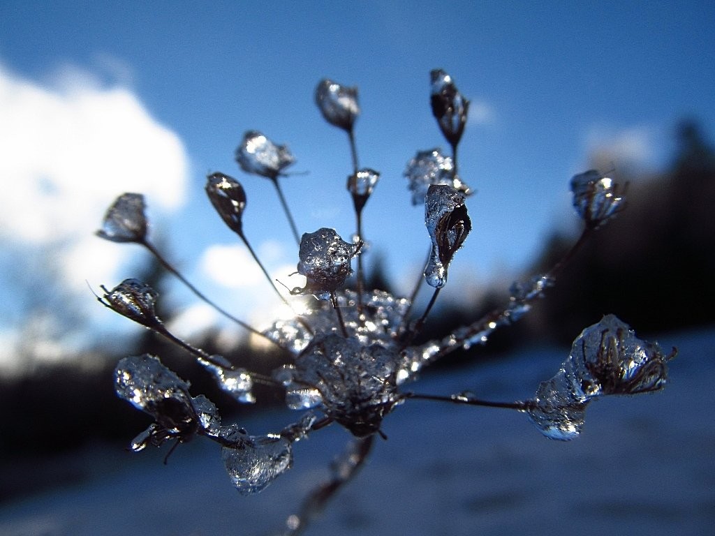 Zmrzlé kapičky na suché trávě