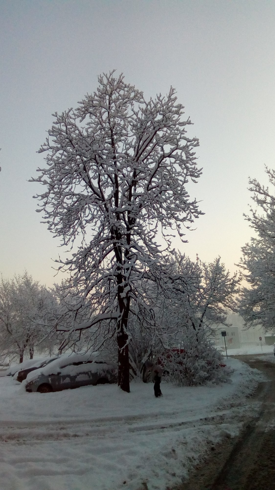Zasněžený strom v Frýdku-Místku