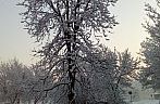 Zasněžený strom v Frýdku-Místku