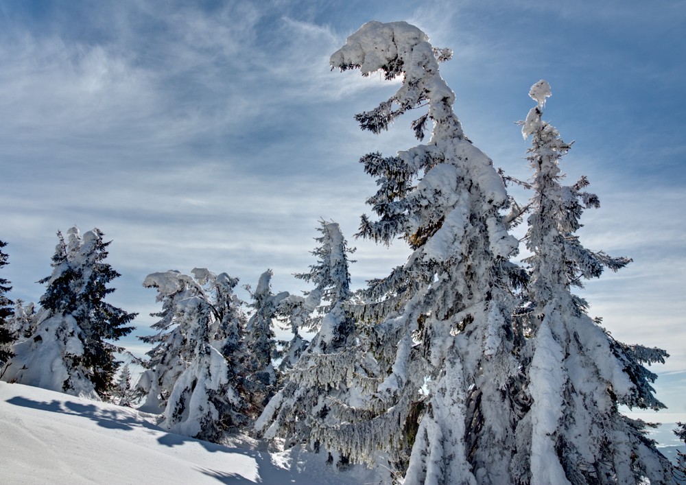 Zasněžené stromy