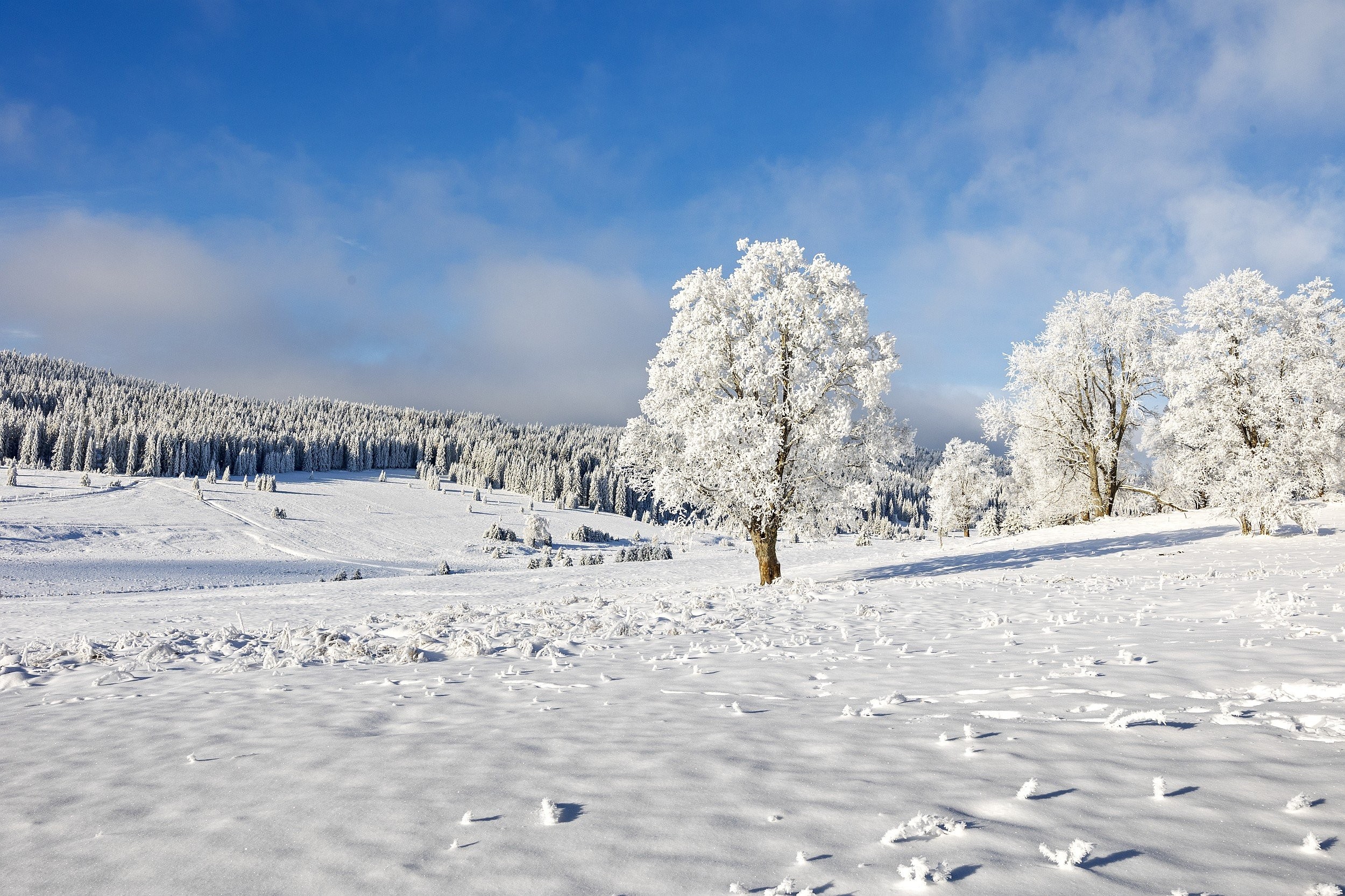 Silná námraza na Šumavě