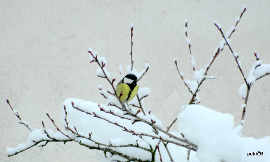 Přemýšlení o jaru