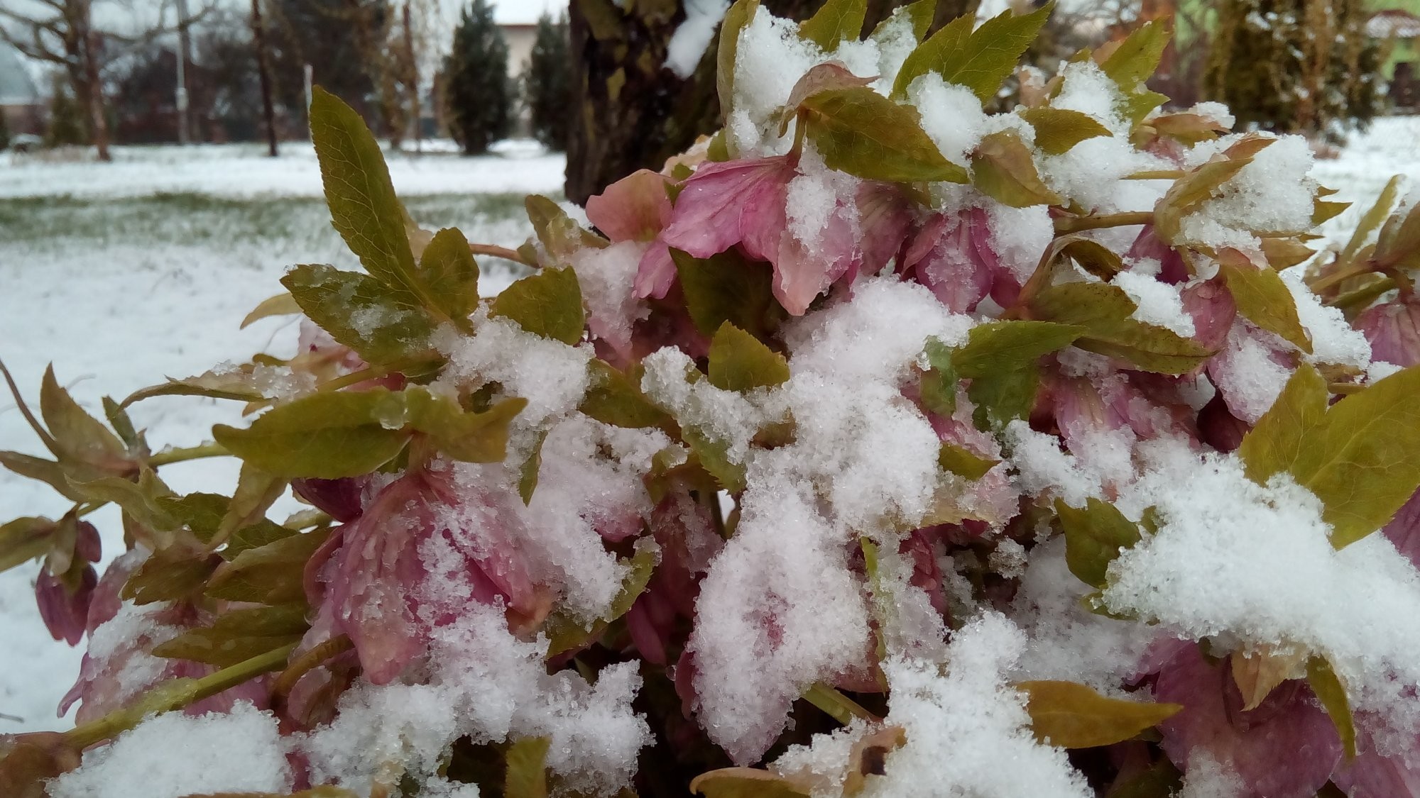 Zasněžená Čemeřice