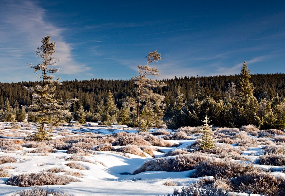 Šumava - konec zimy