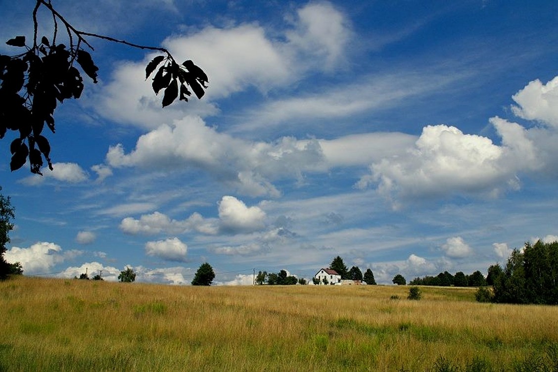 Cumulus - louka