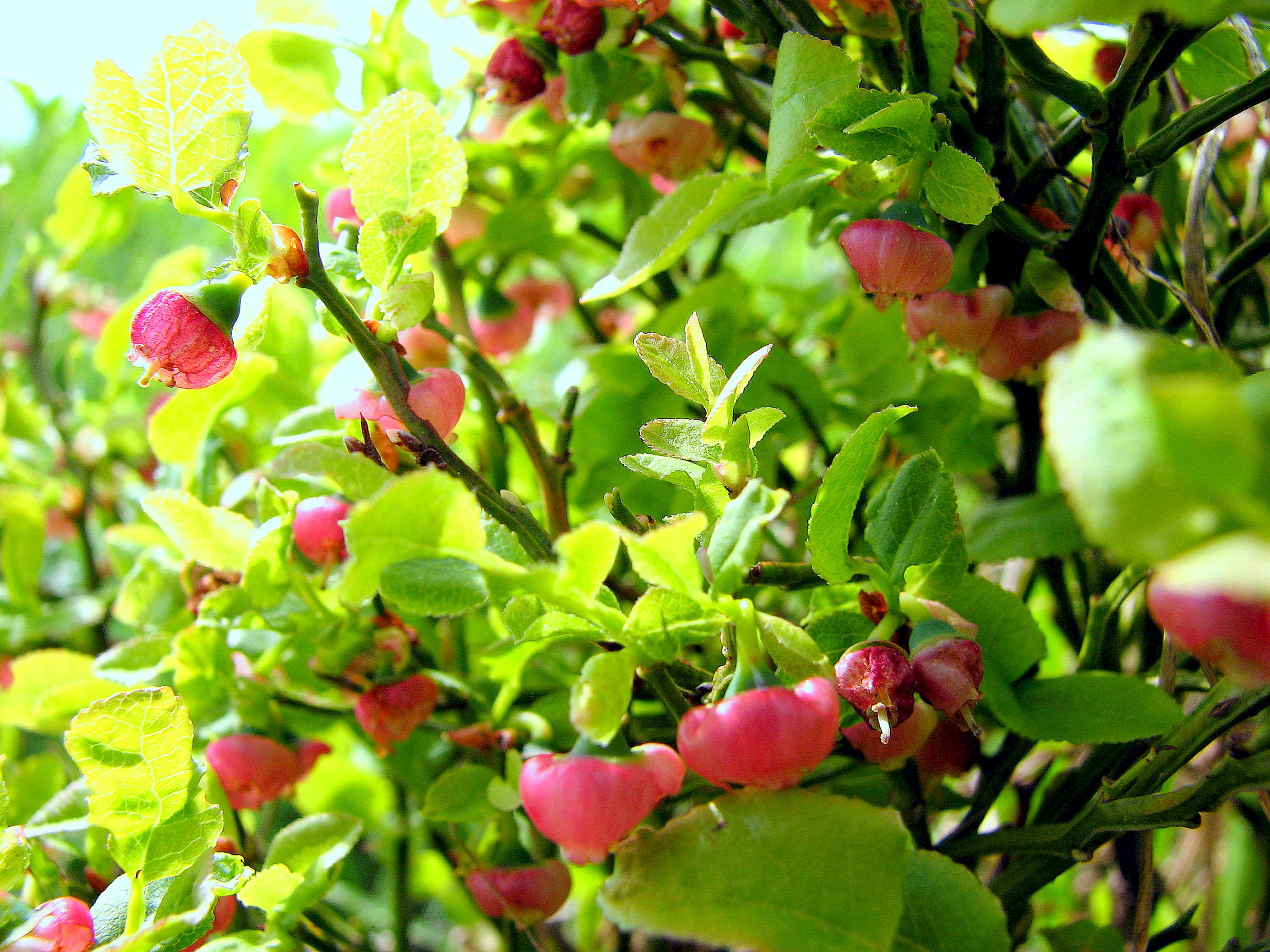 Kvetoucí keřík borůvek.