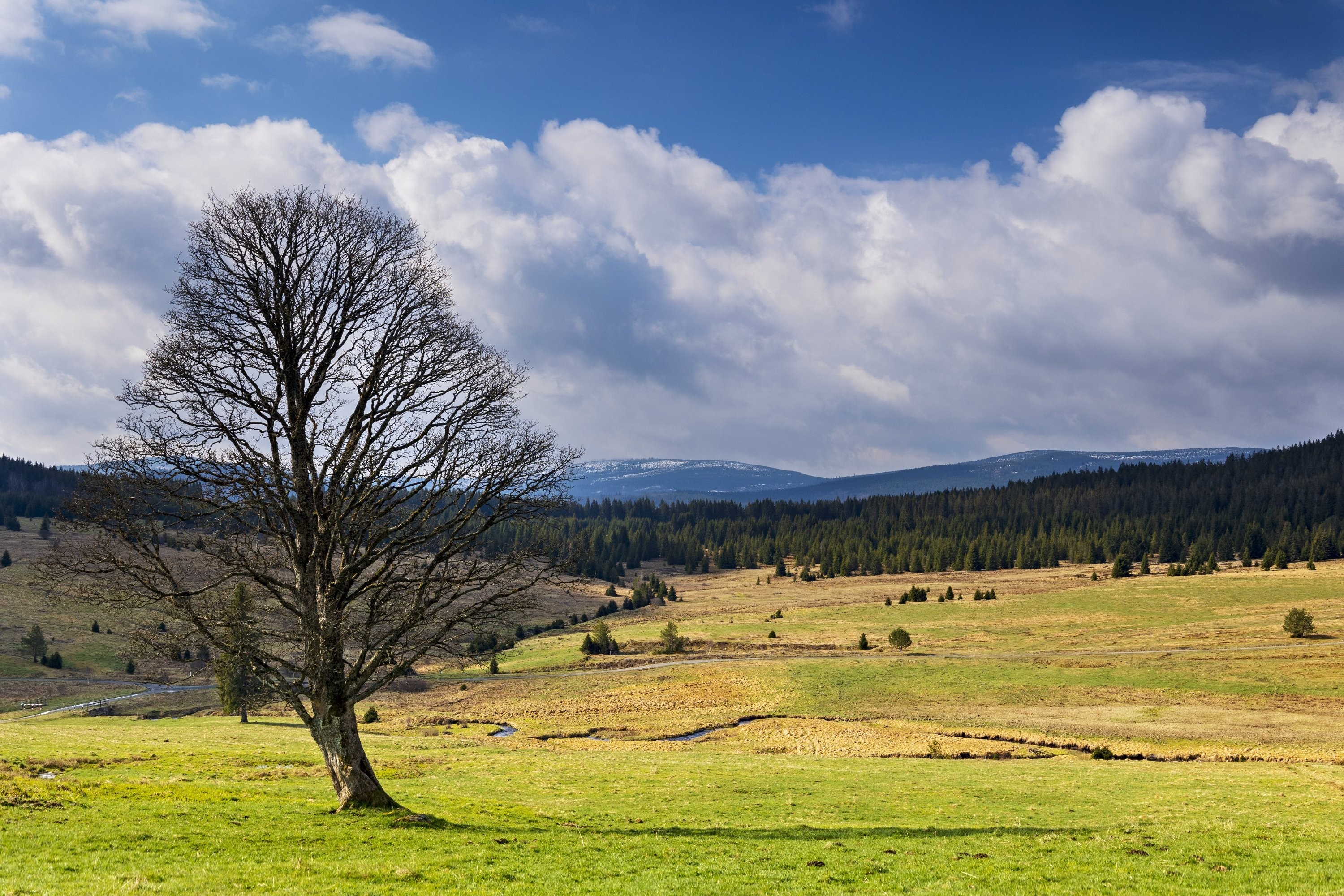 Kepelské Zhůří - strom