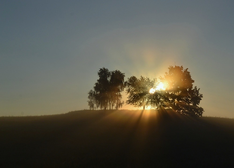 Svítání v korunách