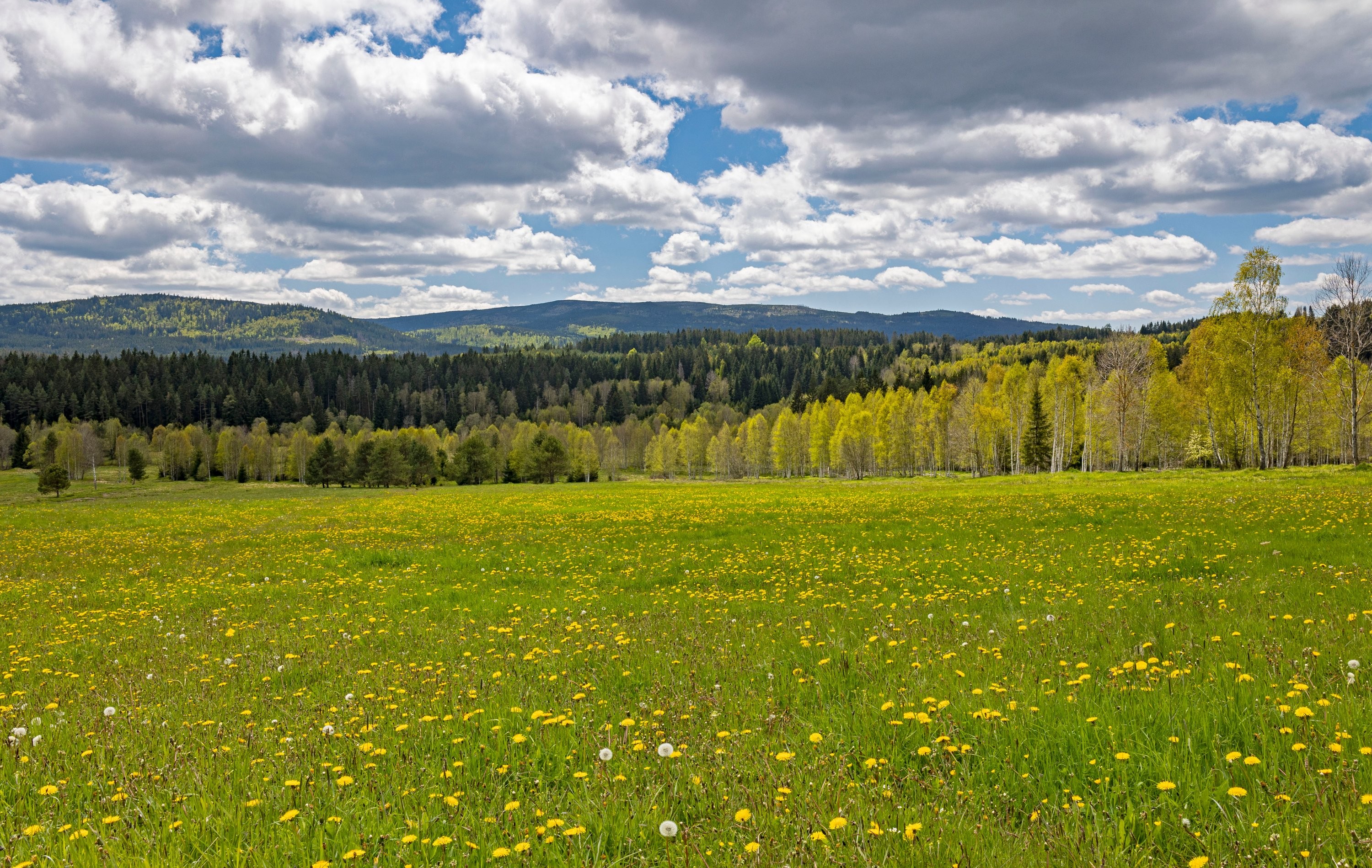 Louky plné pampelišek