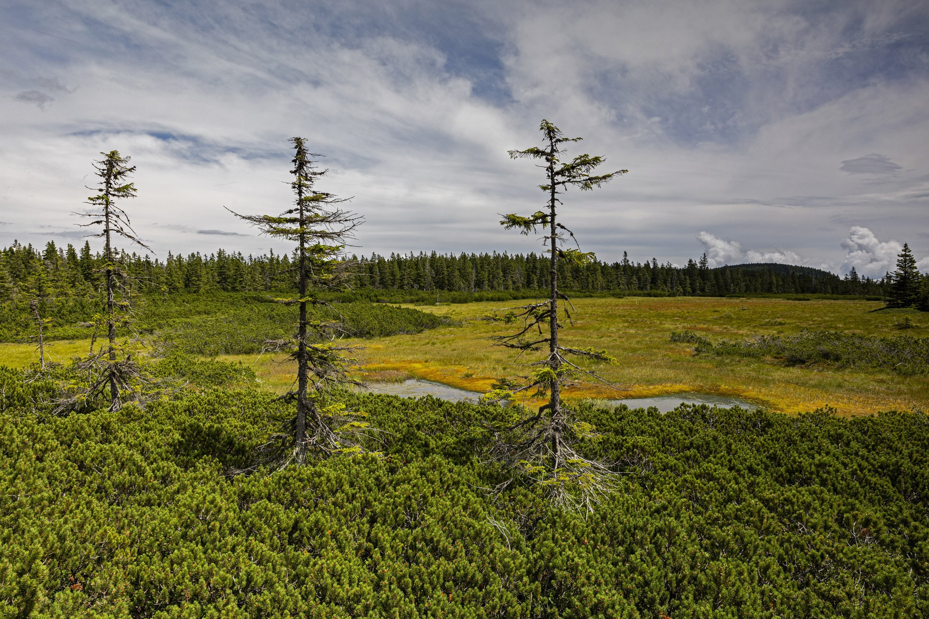 Černohorské rašeliniště