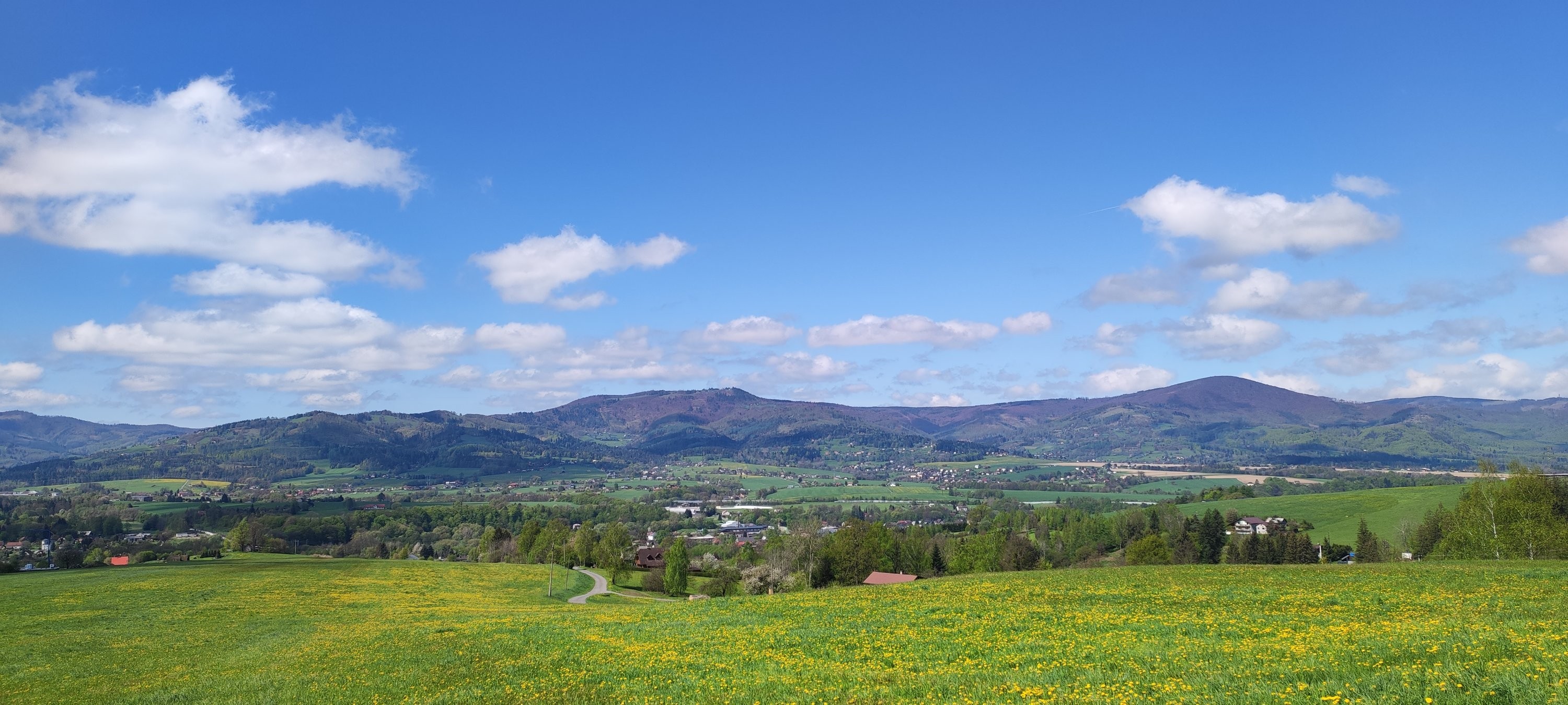 Louka plná pampelišek