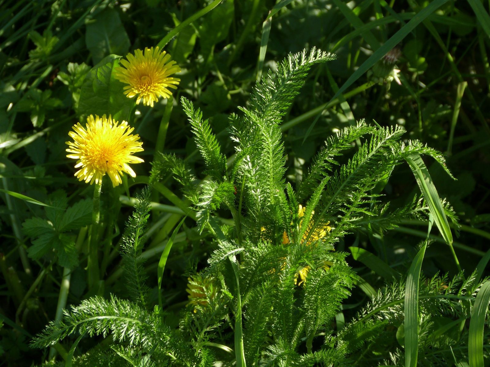 Pampelišky v trávě