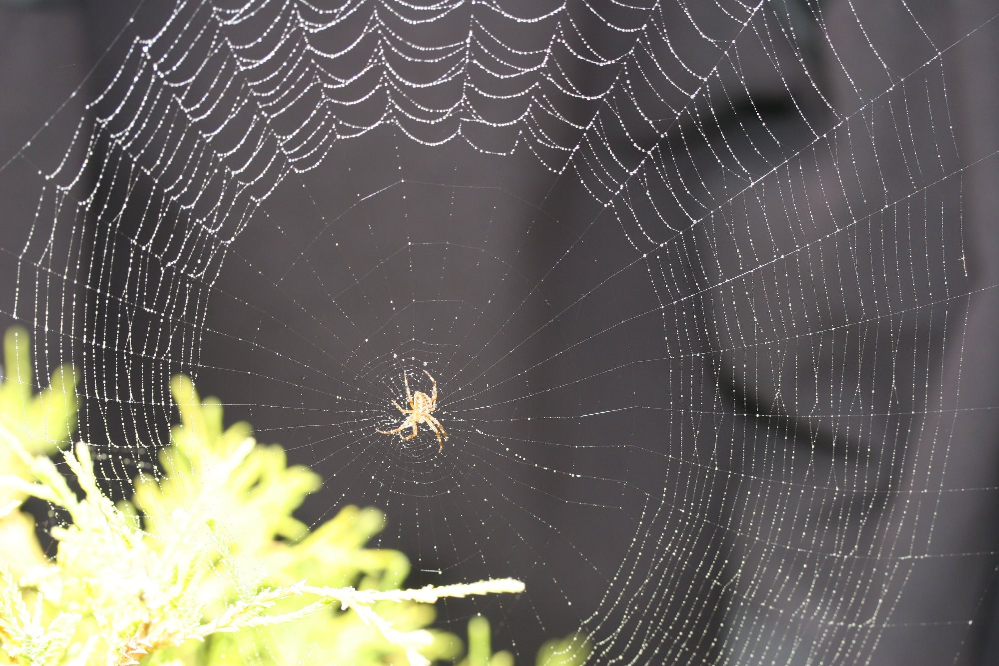 Pavučina  po dešti