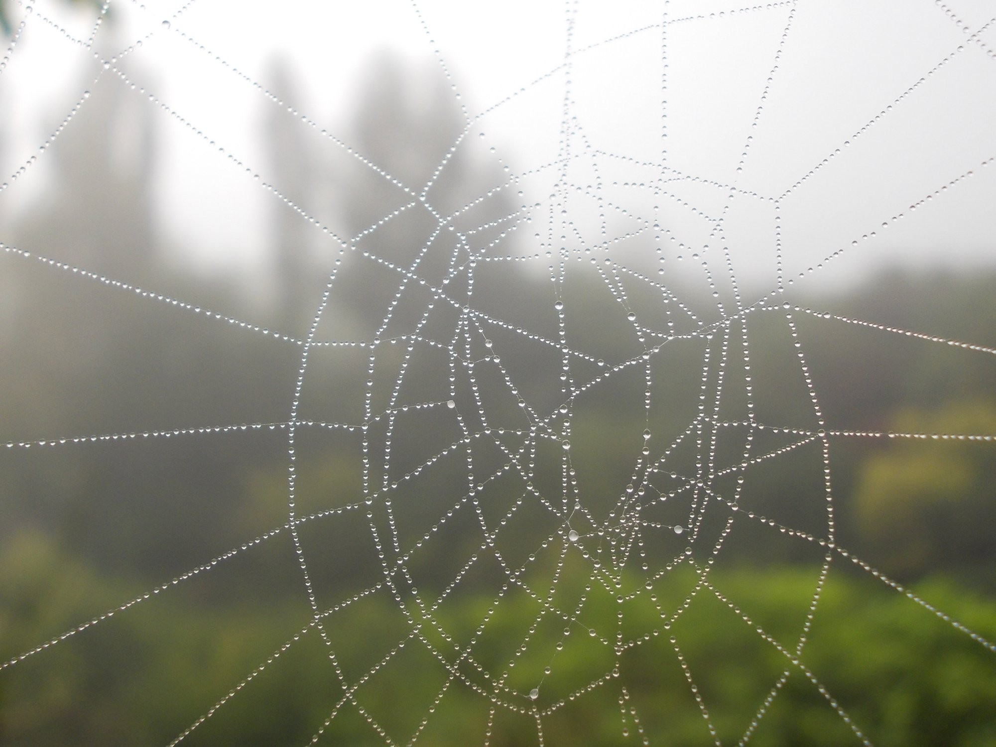 Kapičky na pavučině