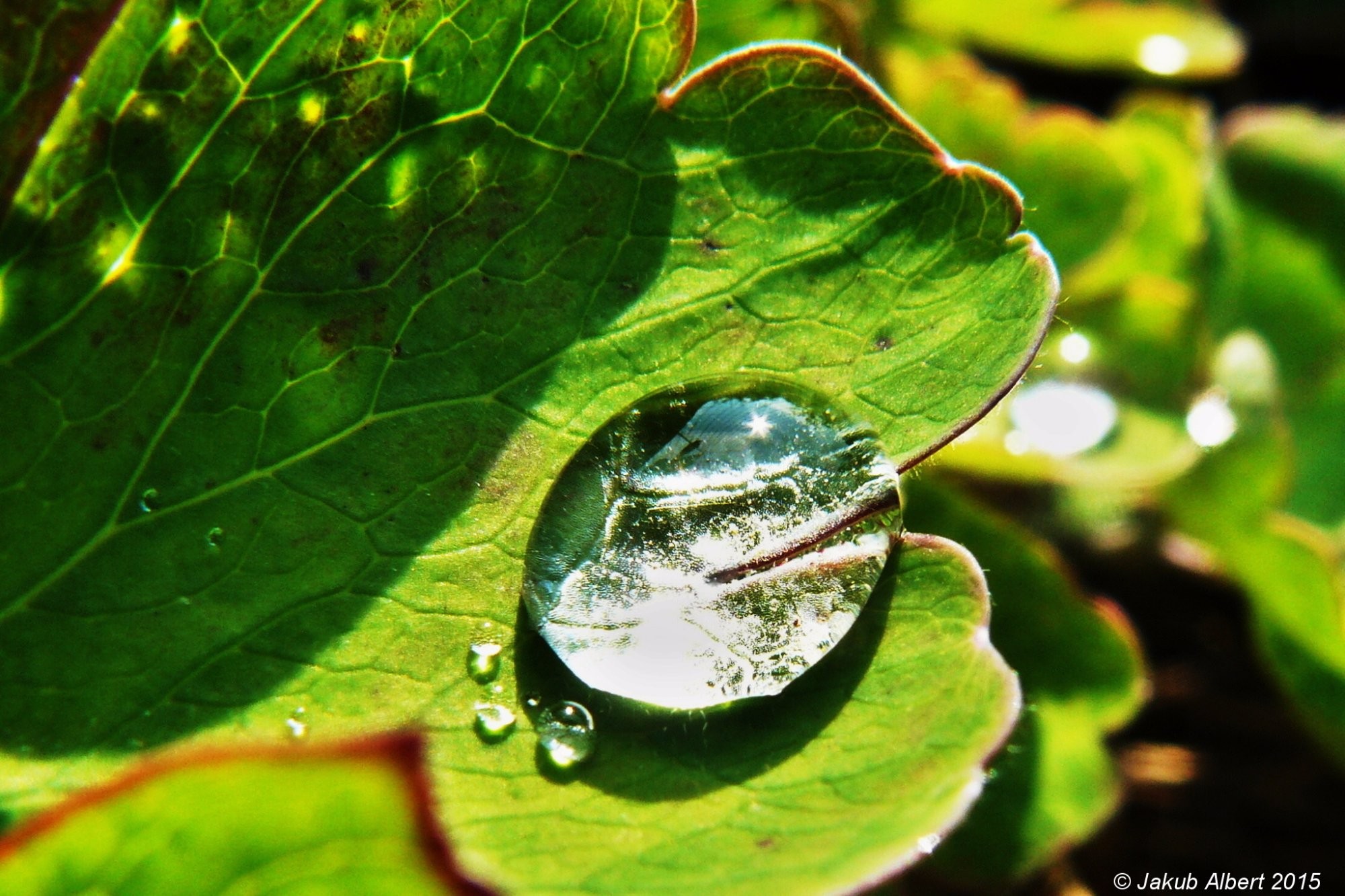 Detail dešťové kapky