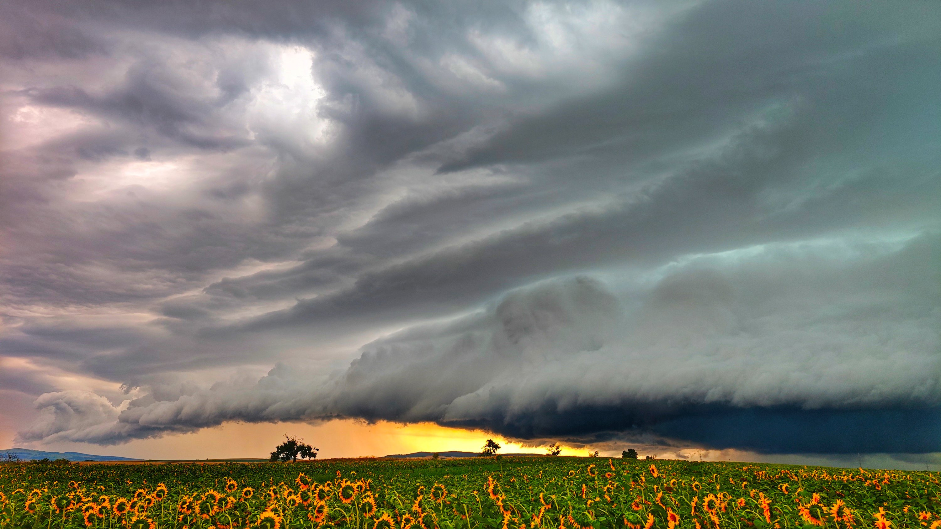 Rozsáhlý shelf nad slunečnicemi 