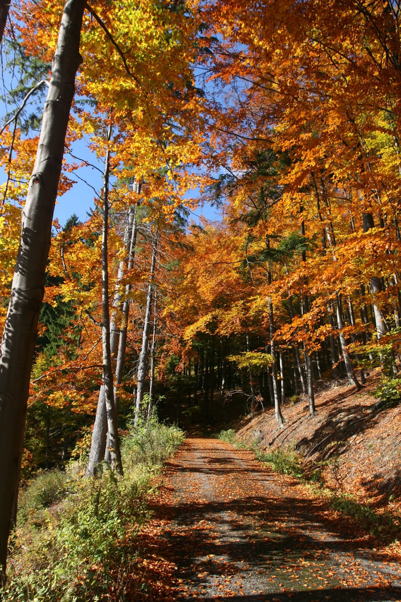 Podzim v Ondřejníku - Beskydy