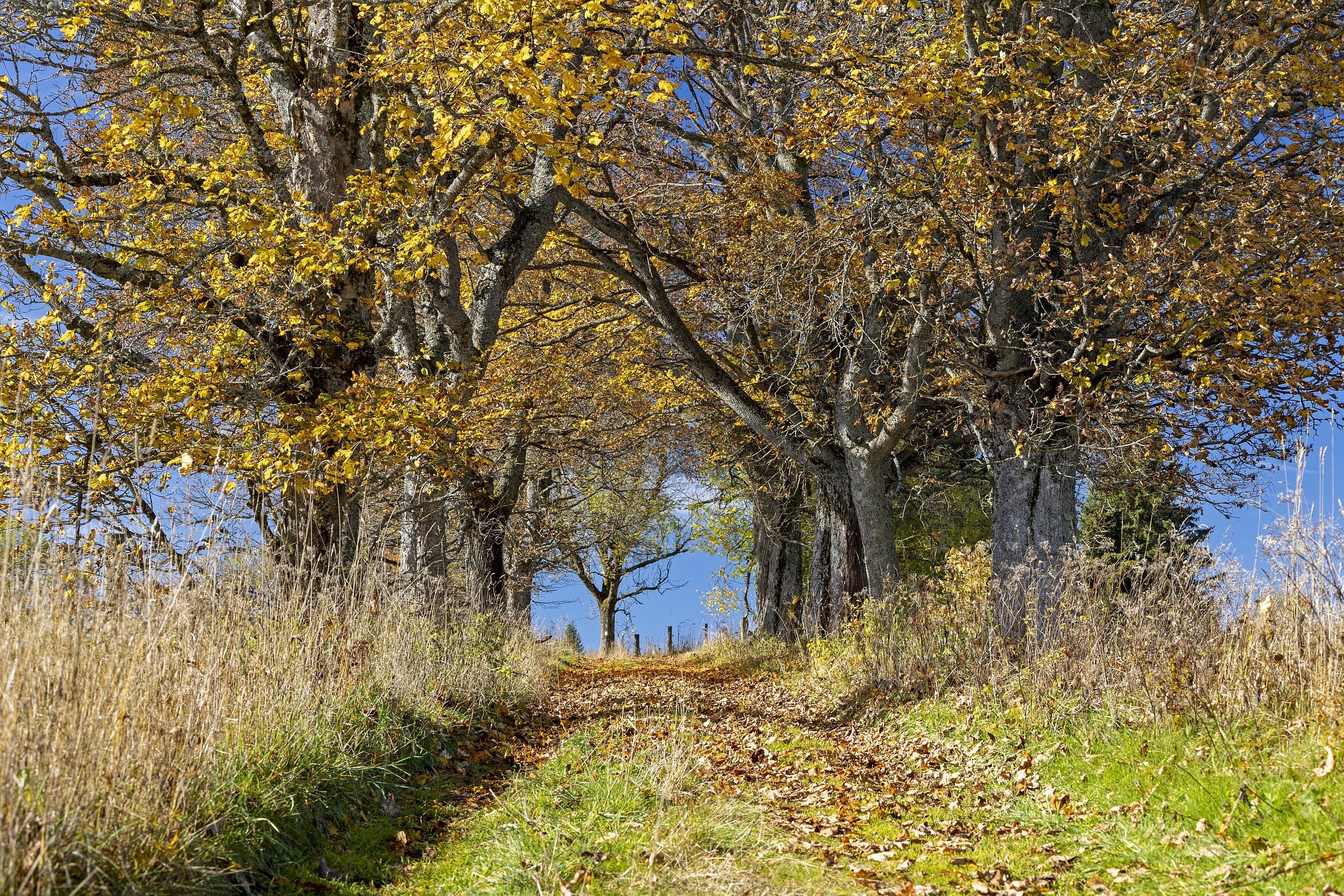 Knížecí Pláně na Šumavě
