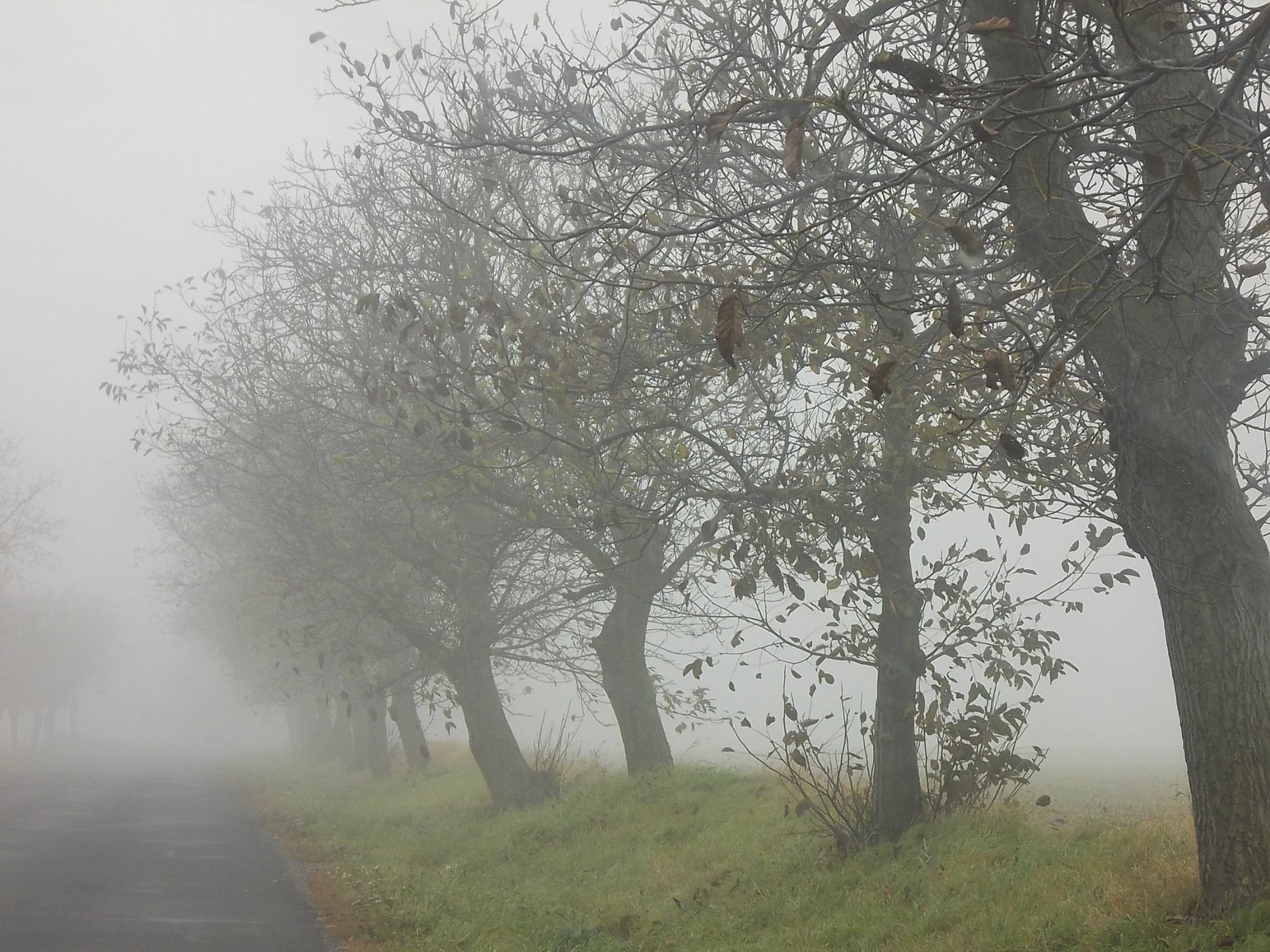 Mlha 19.10.2013 11:15