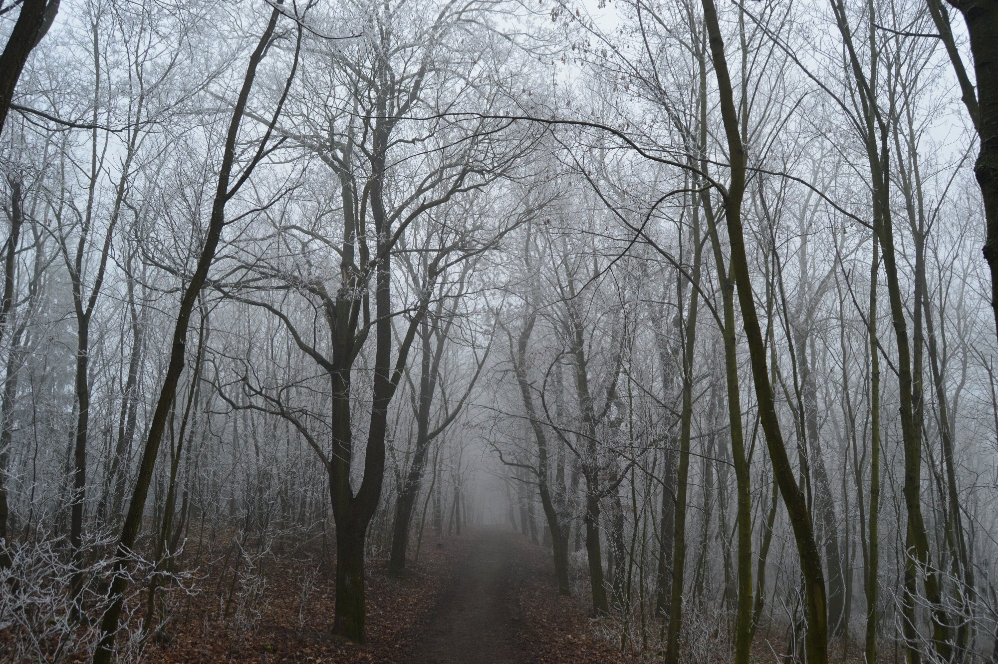 Mlhavá cesta lesem