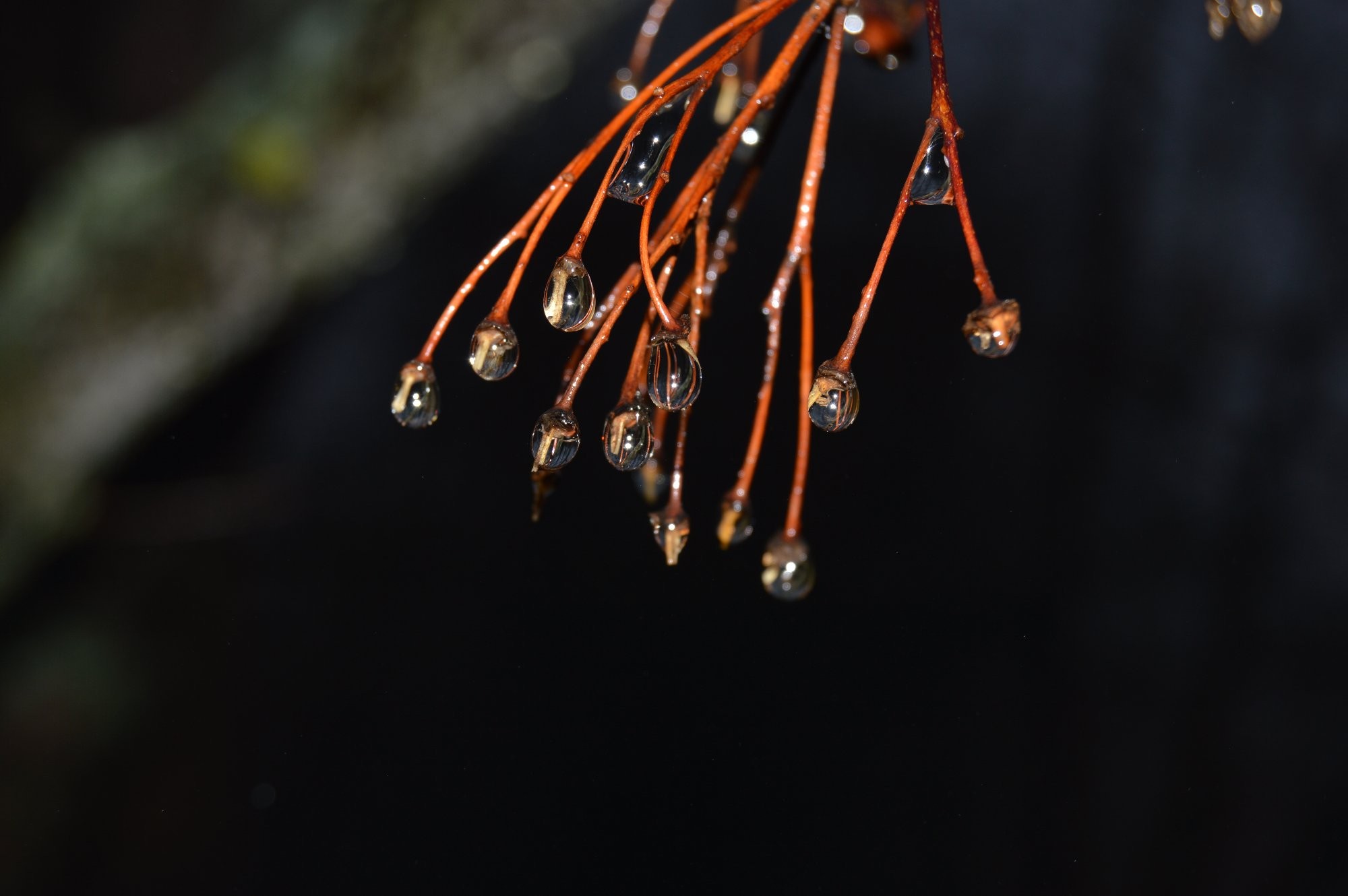 Kapky na větvičce stromu