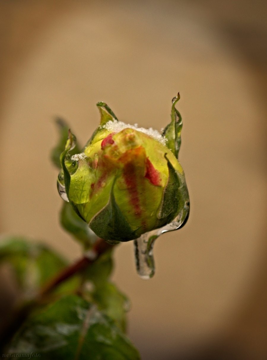 Ledový dech v Praze