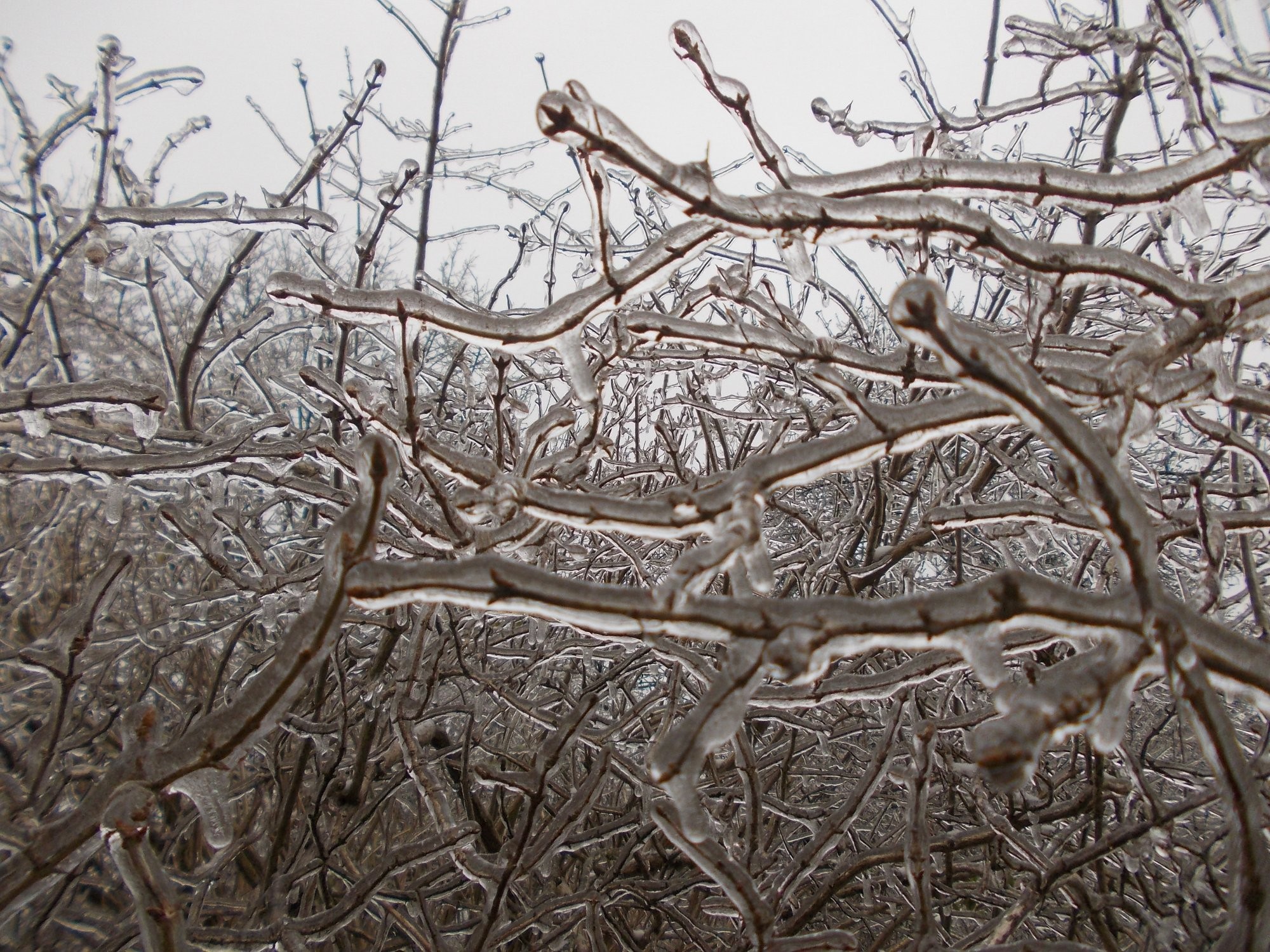 Keř obalen ledem - 2.12.2014 12:05