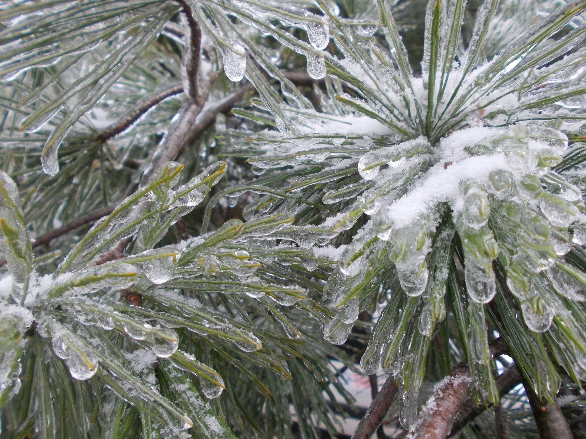 Led na stromech - 2.12.2014 11:57