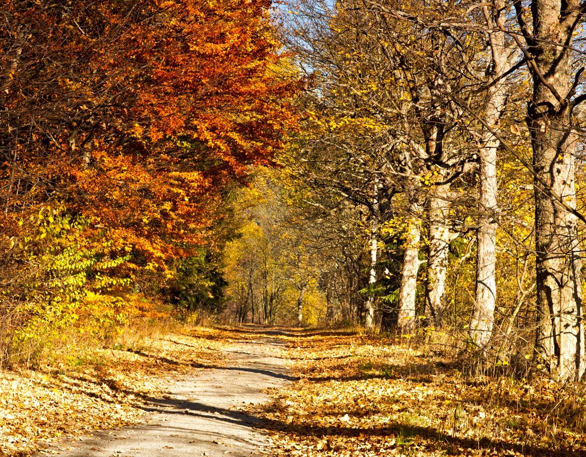 Podzimní cesta