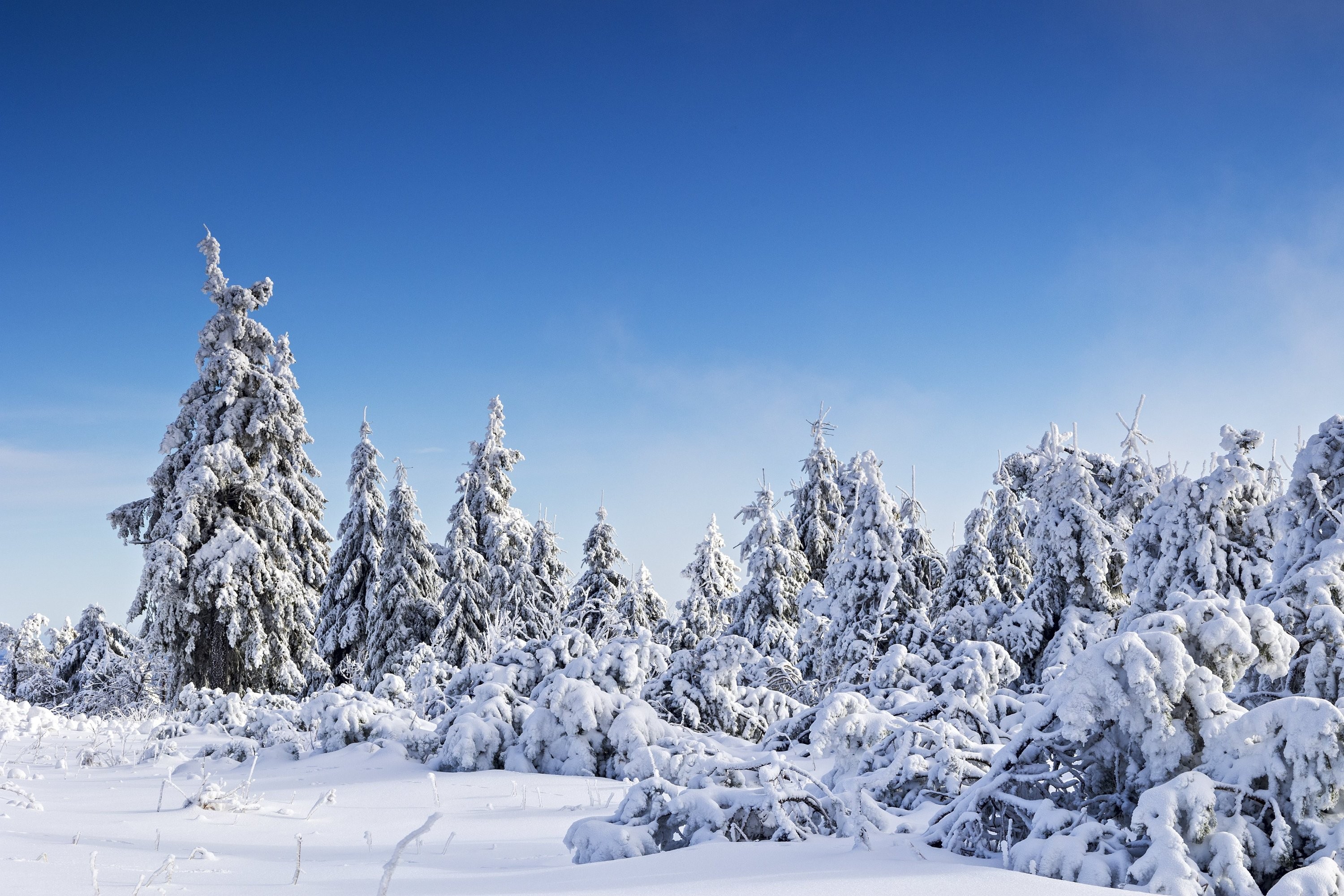 Zasněžené stromy na Klínovci