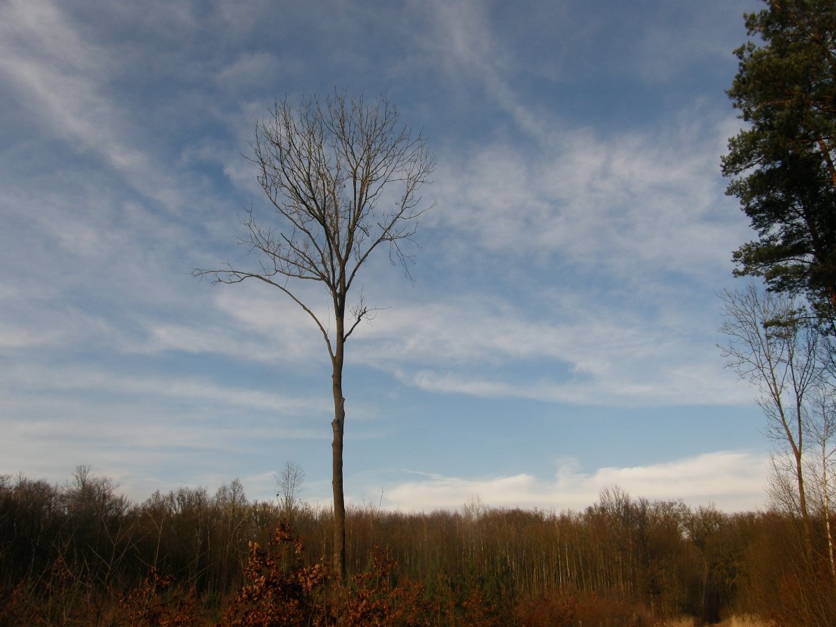 Dětenice-Brodek, okr. Jičín