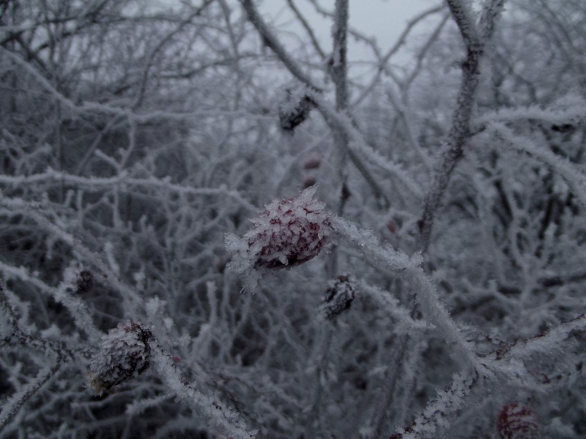 Čelechovice na Hané