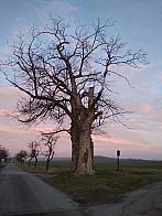 Boháňka - Hořice v Podkrkonoší