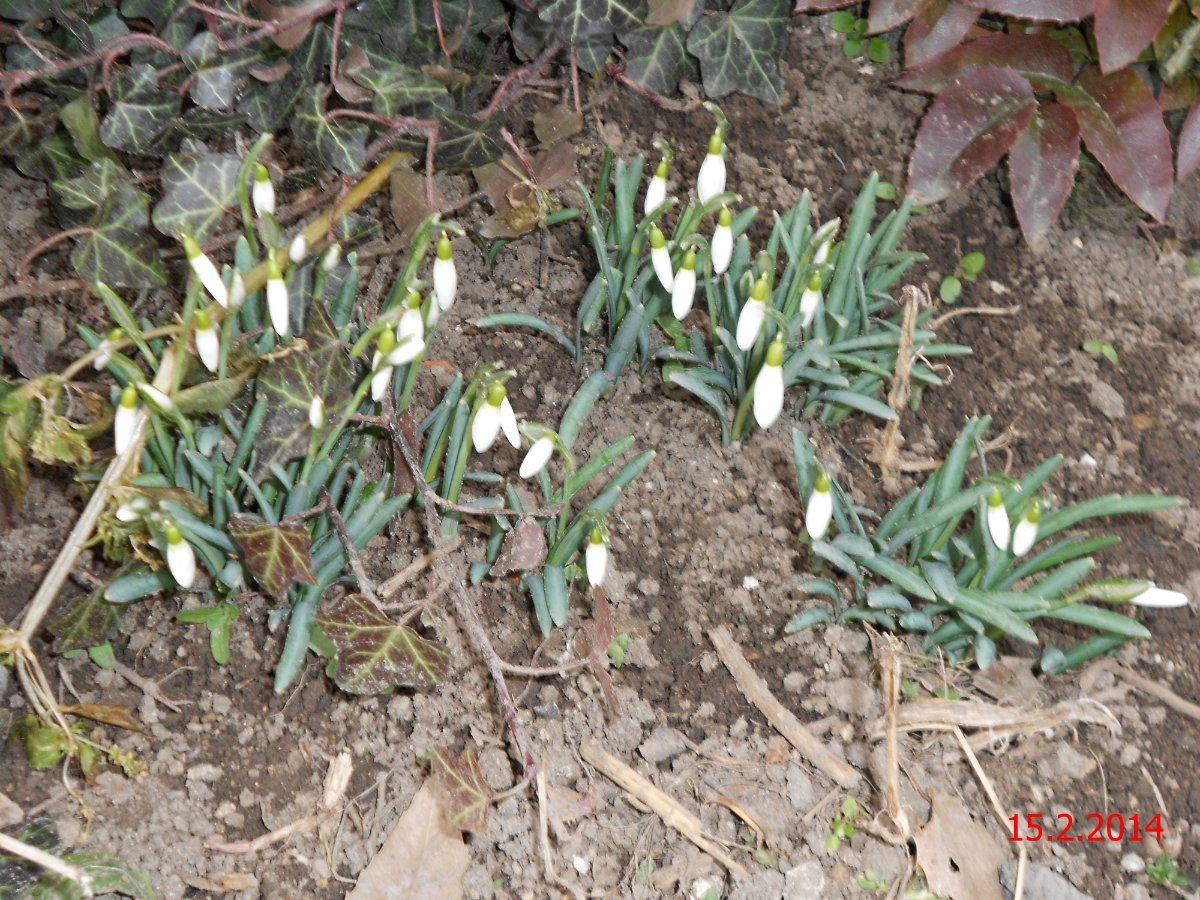 Radešín (Podřipsko)