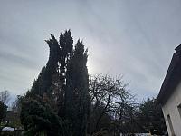 Olešná