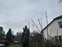 Olešná