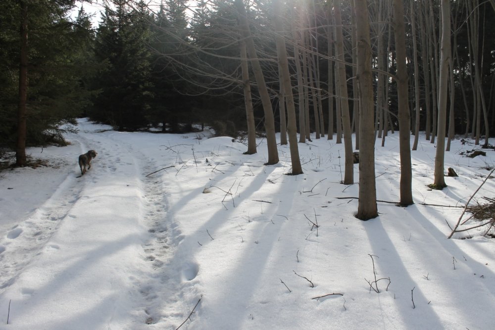 Třebouňský vrch u Toužimi