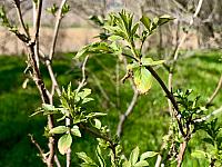 Hrnčiarovce nad Parnou