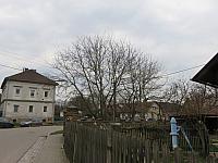 Třibřichy