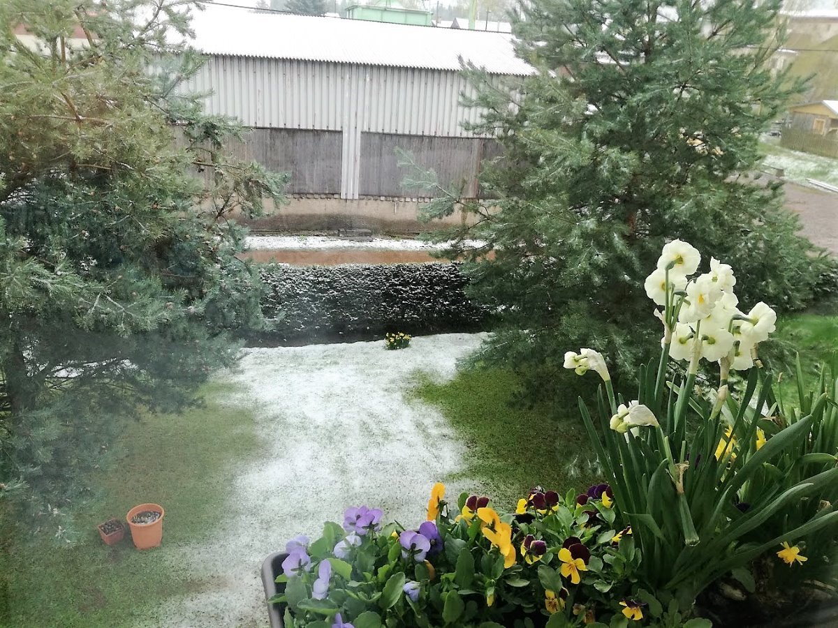 Březová u Broumova